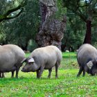 El 38% de las explotaciones de porcino de Castilla y León son de cerdo ibérico.