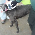 Imagen de la galga abandonada en Medina de Rioseco (Valladolid).