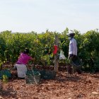Dos personas recogen uva durante la vendimia en una pasada campaña, en la bodega Heredad de Urueña.
