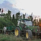 Agricultores de Carrizo de la Ribera (León) recogen lúpulo, en una explotación agrícola, durante una cosecha.