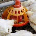 Gallinas y pollos comiendo.