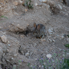 Un conejo trata de introducirse en una madriguera cercana a una tierra de cultivo.
