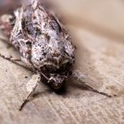 Polilla spodopterara.