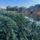 La Ludwigia plepoides en las inmediaciones del puente medieval de Simancas
