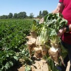 Remolachas destrozadas en Cabezón de Pisuerga por la plaga de conejos que asola los cultivos de la zona de Cigales