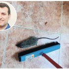 David Esteban, alcalde de Medina de Rioseco, y una foto de la plaga de ratas en una casa del municipio