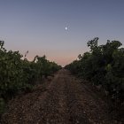 Vendimia nocturna de Cuatro Rayas en La Seca