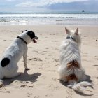 Dos perros disfrutan de un día de playa descansando en la arena