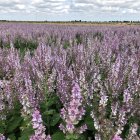 Plantación de salvia en una explotación agrícola de la provincia de Palencia.
