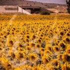 Finca de girasol en la provincia de Soria, una de las más tardías.