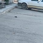 Una rata cruzando la calle en Villalar de los Comuneros

El Grupo Municipal Popular del Ayuntamiento de Villalar de los Comuneros (Valldolid) ha denunciado públicamente la falta de una actuación suficiente y continuada en materia de limpieza, mantenimiento de la red de saneamiento y control de plagas en el municipio. La formación ha criticado la inacción del equipo de gobierno tras registrar en las últimas semanas numerosas quejas vecinales por la presencia de roedores e deficiencias en el alcantarillado público.

CASTILLA Y LEÓN ESPAÑA EUROPA VALLADOLID SOCIEDAD
GRUPO PP AYUNTAMIENTO VILLALAR