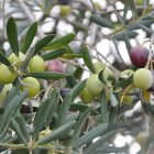 Aceitunas en distinto estado madurativo en un olivar.