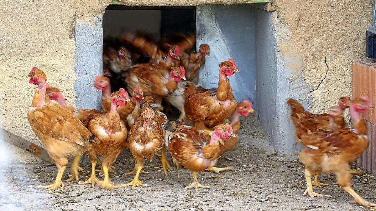 Pollos de corral salen a toda prisa de su gallinero en una granja, en una imagen de archivo