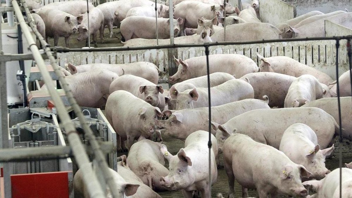 Imagen de una granja porcina en la Comunidad.-VALENTÍN GUISANDE