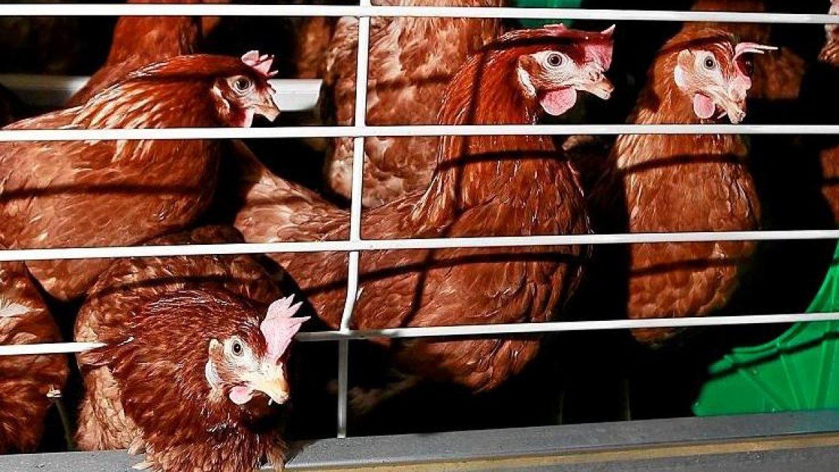 Gallinas ponedoras en una imagen de archivo.