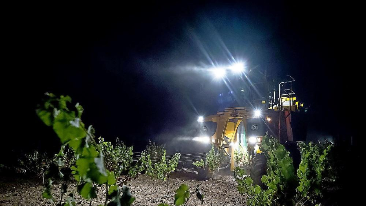 Una máquina cosechadora trabaja en la vendimia nocturna que caracteriza a la DO Rueda.-MIGUEL ÁNGEL SANTOS