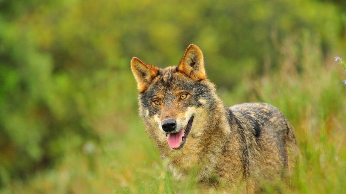Lobo ibérico.-JAVIER MUÑOZ GUTIÉRREZ.