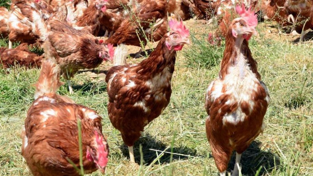 Gallinas camperas en una explotación, imagen de archivo.