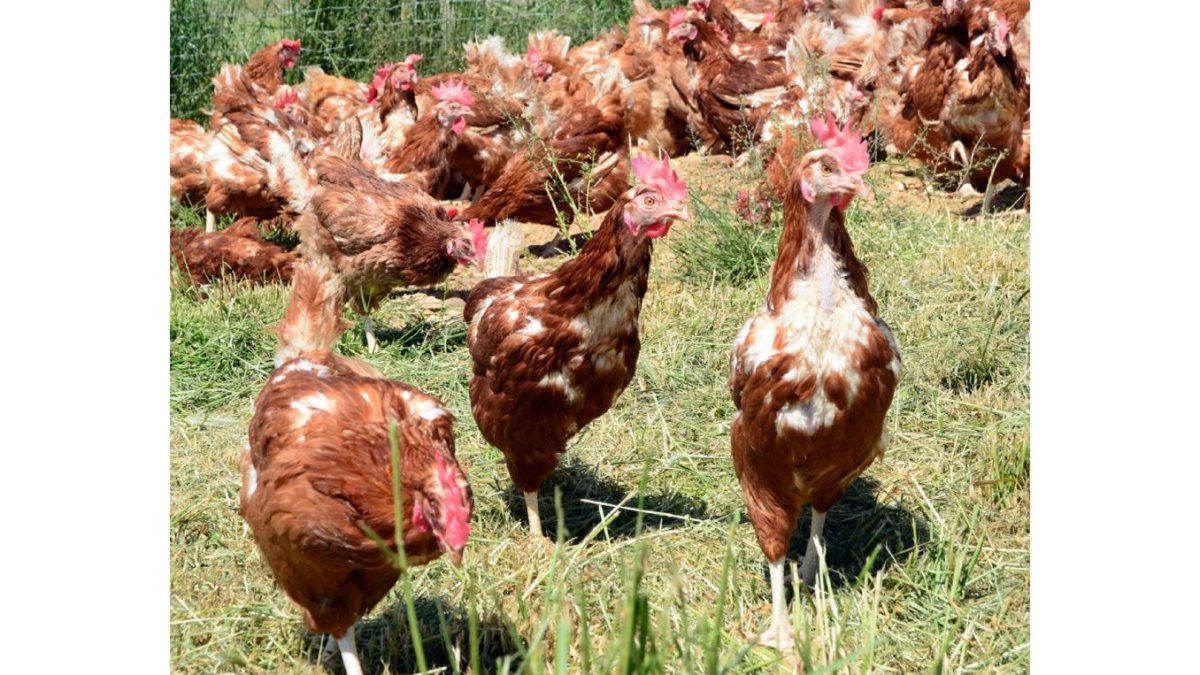 Gallinas camperas en una explotación de la provincia de Soria.-ÁLVARO MARTÍNEZ