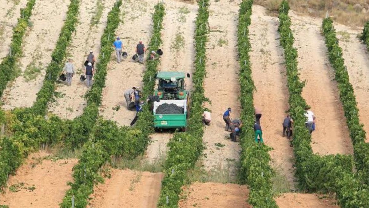 Un grupo de trabajadores recoge la uva en un viñedo de la denominación Ribera del Duero.-L.V.
