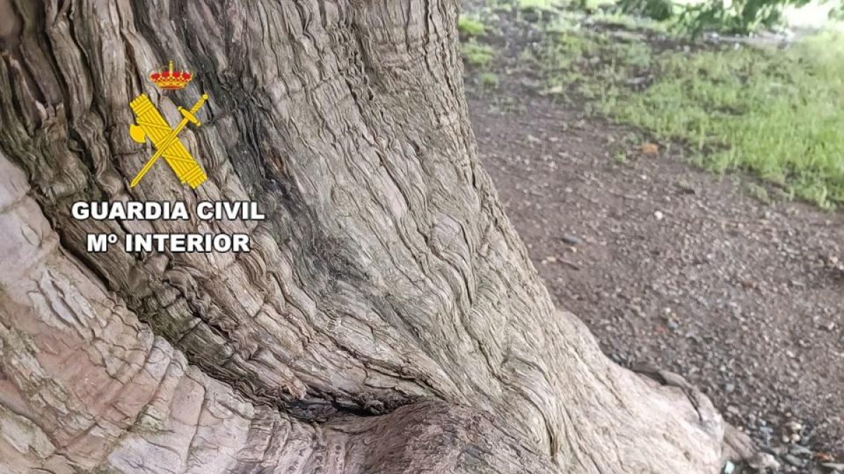 Tejo milenario dañado en San Cristóbal de Valdueza (León).