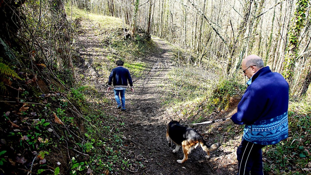 Soto de castaños de la localidad de Villar de los Barrios en Ponferrada designado ‘Bosque del año 2024’