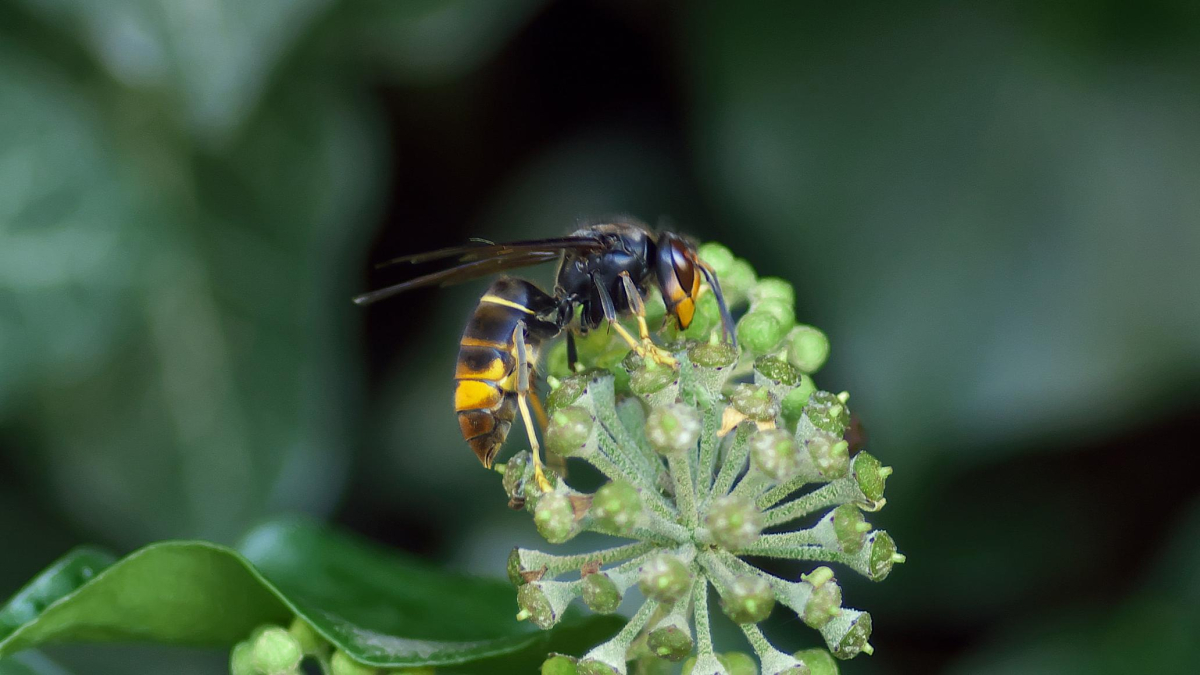 Ejemplar de avispa asiática.