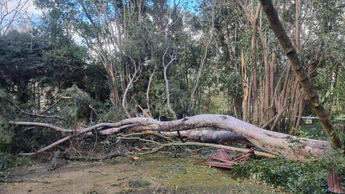 La caída de un árbol obliga a cerrar el parque de Campo Grande