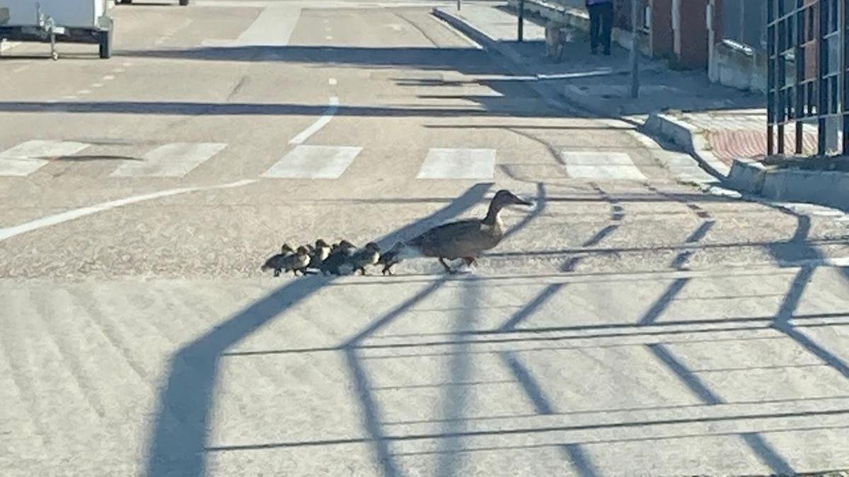 Fotografía de la familia de patos cruzando la carretera en Aldeamayor (Valladolid)