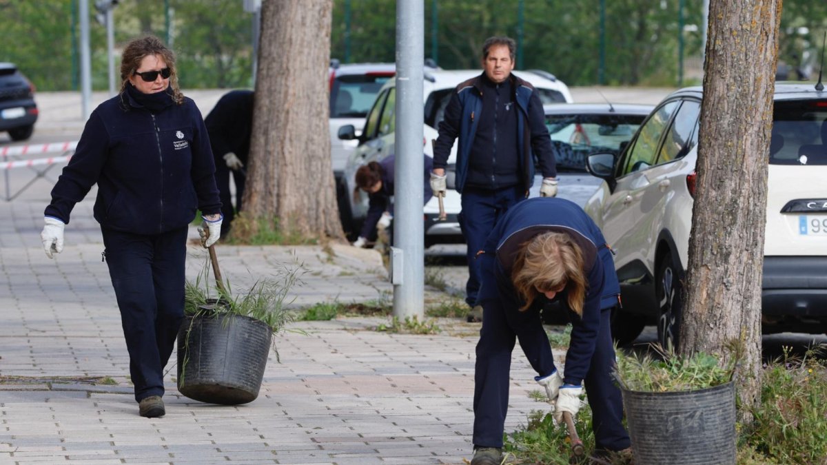 Trabajos de desbroce en el barrio Parquesol de Valladolid.