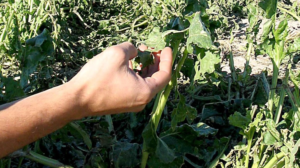 Efectos del pedrisco en un campo de cultivo de la localidad segoviana de Fuente el Olmo de Iscar.