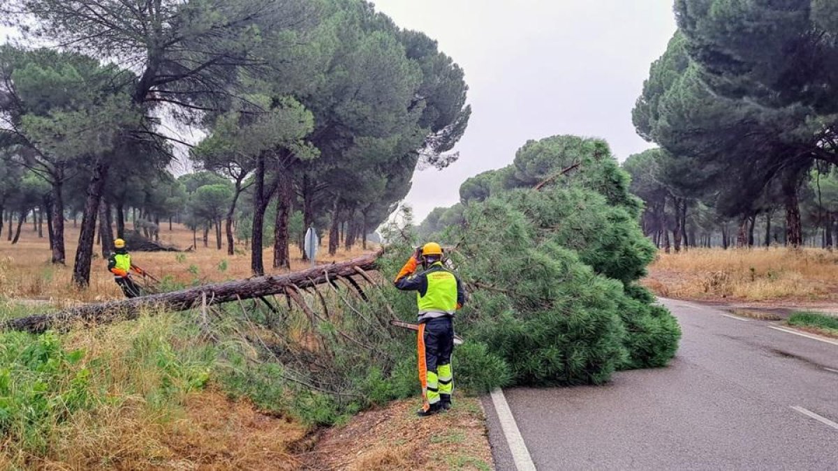 Bomberos de la Diputación retiran un árbol en una imagen de archivo.