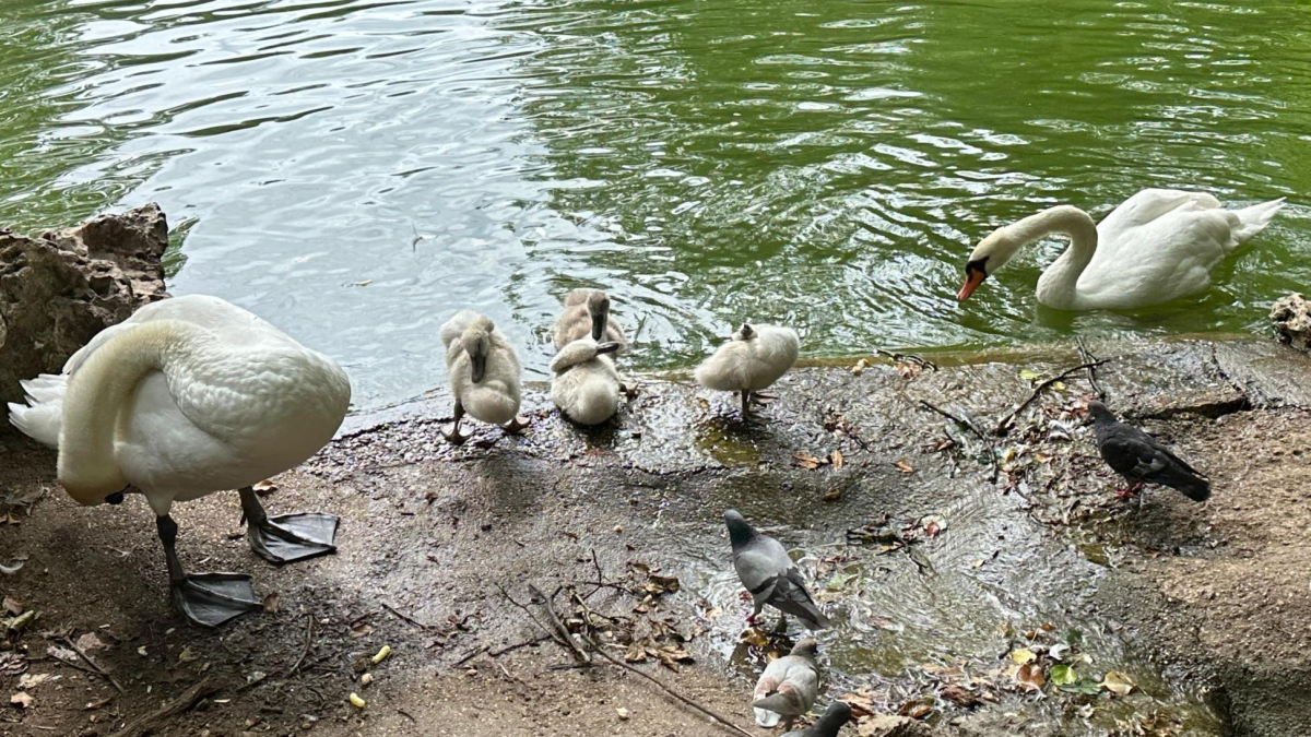 La familia de cisnes en una imagen tomada días antes de la tormenta