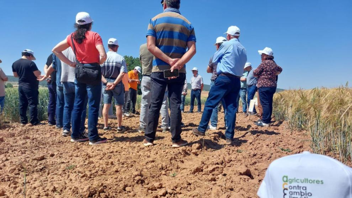 Visita de un grupo de agricultores a los campos de ensayo de UPA Burgos en Castrillo de Solarana