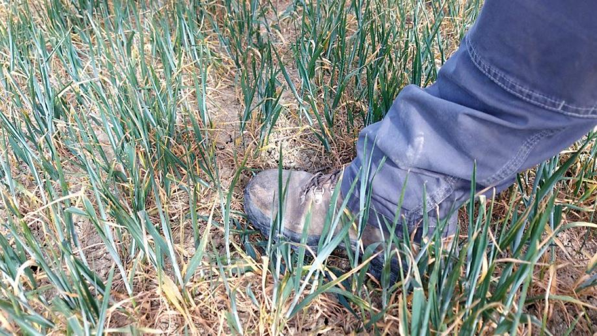 La escasez de precipitaciones está causando estragos en la denominada Riojilla Burgalesa, situada en el este de la provincia de Burgos. ASAJA