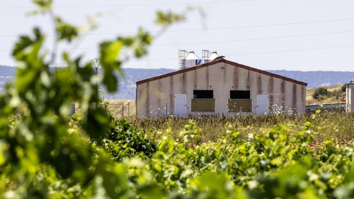 Una granja entre vides, en la zona de la Ribera del Duero. MARIO TEJEDOR