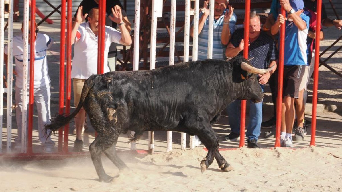 Los aficionados citan al toro en el encierro de la Seca. PHOTOGENIC