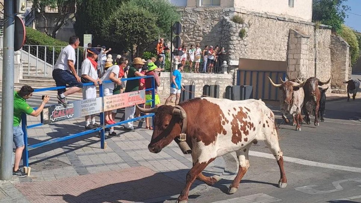 Alguno de los animales llegando a la parte urbana del encierro campero de Íscar.