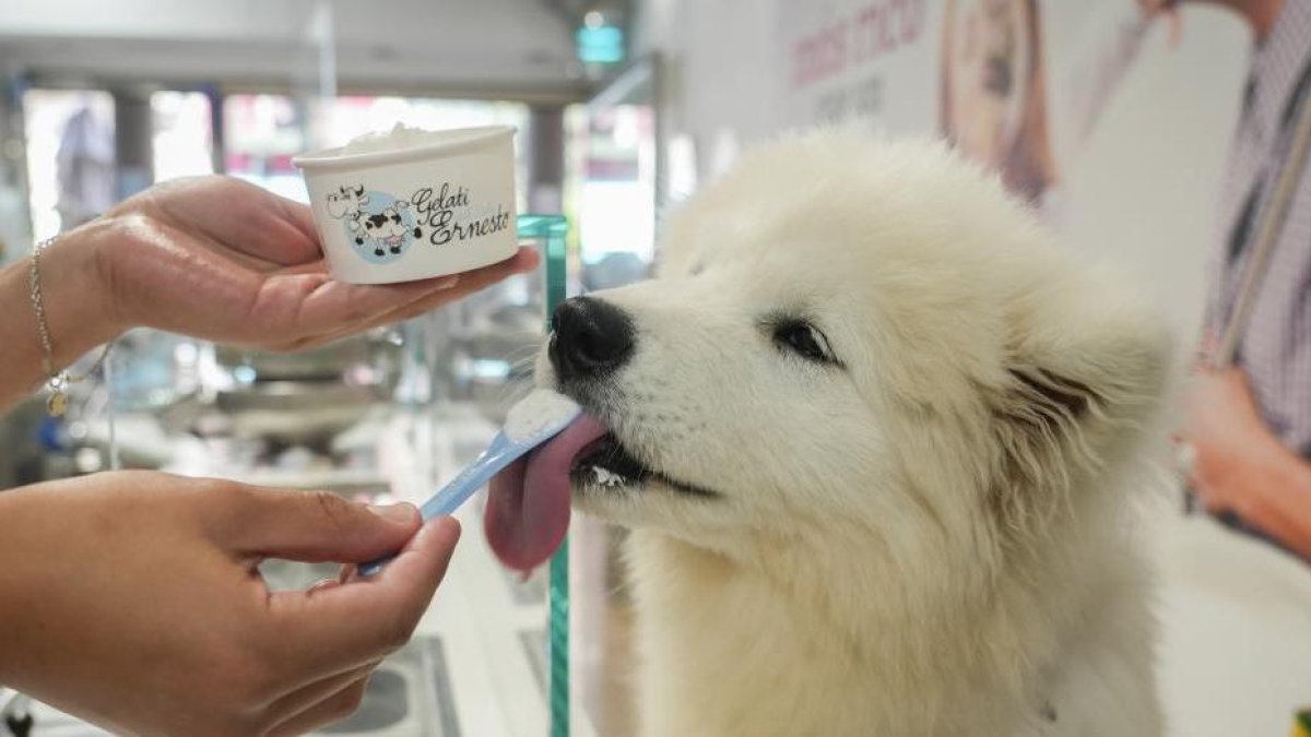 Un perro prueba uno de los helados de Gelati Ernesto
