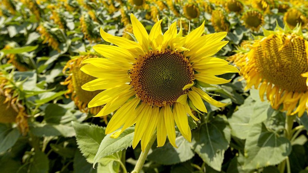 En la provincia de Burgos la cosecha de girasol se extenderá para la festividad del Pilar. / MARIO TEJEDOR