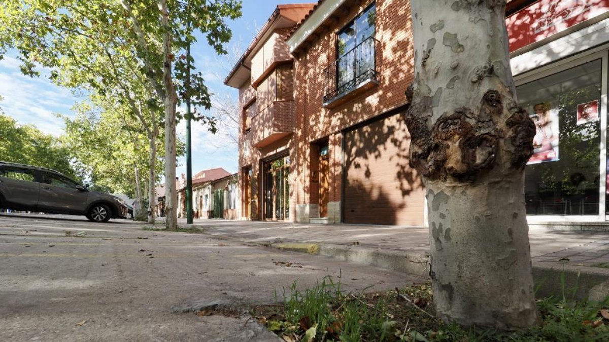 Pavimento levantado por las raíces del árbol en la zona donde reside la vecina afectada.