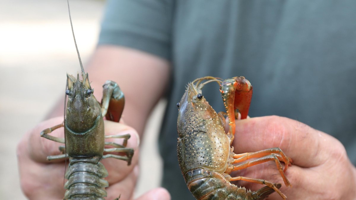 Pesca de cangrejos de río en Castilla y León.