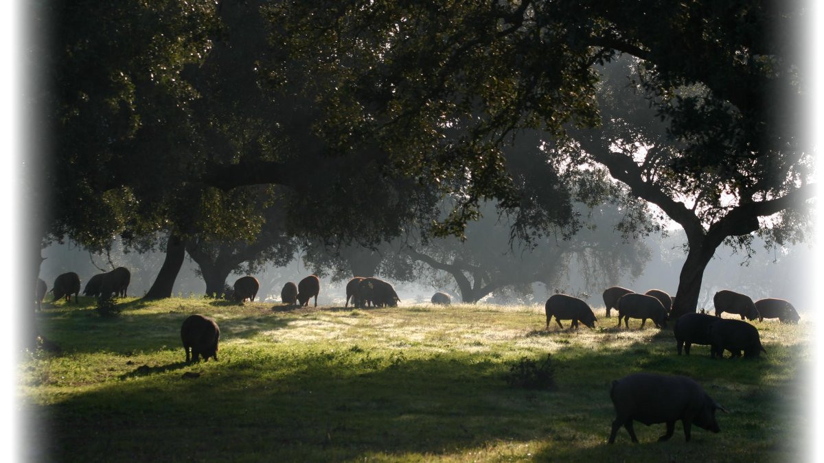 Imagen de la dehesa de Monte Nevado.