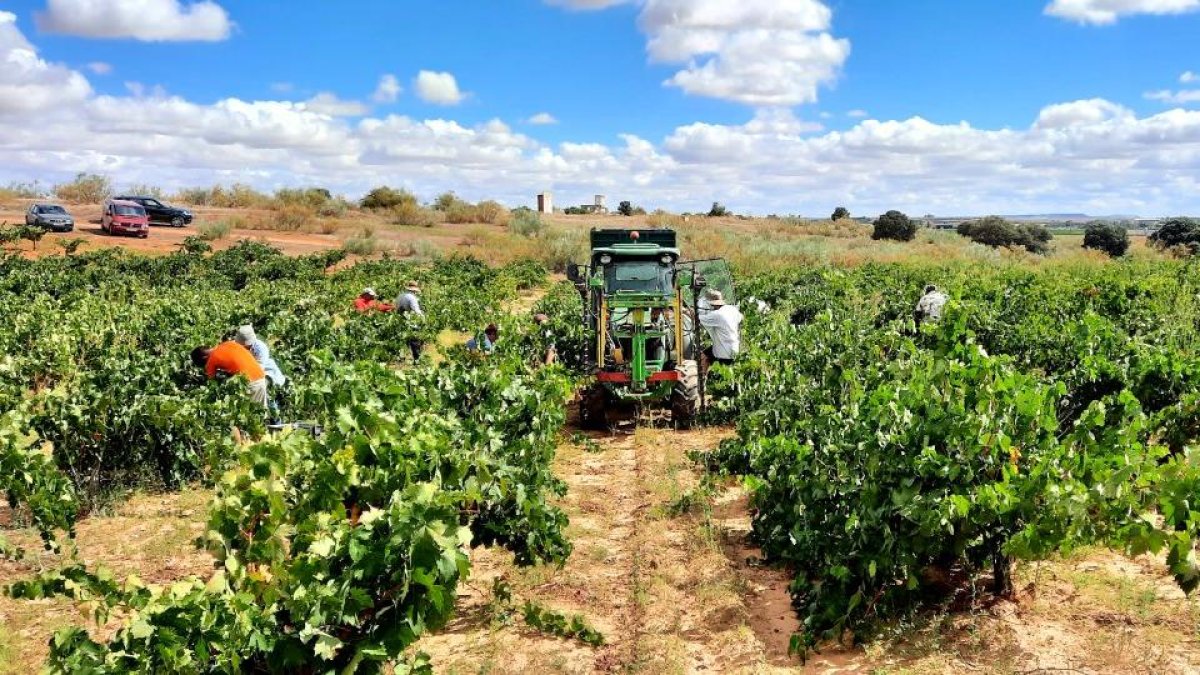 Imagen de archivo de un viñedo de la Ribera del Duero.