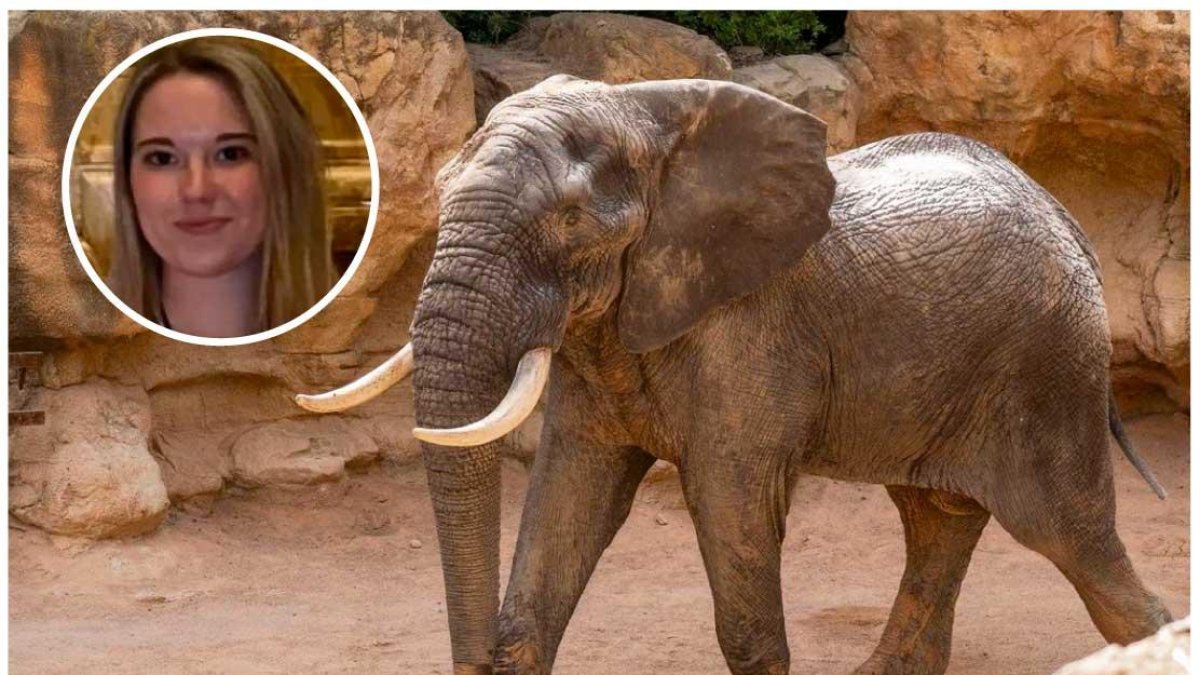 Un elefante en una imagen de archivo y en miniatura la vallisoletana Blanca Ojanguren