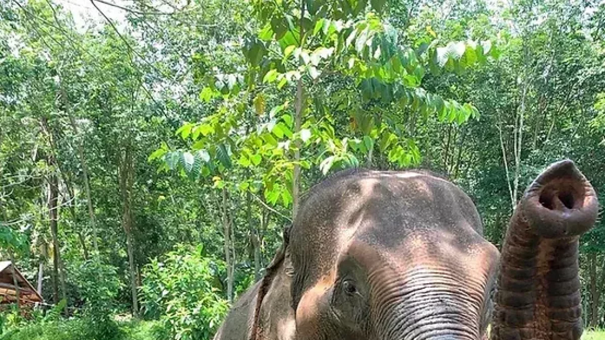 Varias personas bañan a un elefante