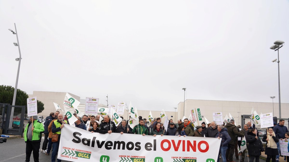 UCCL convoca una concentración con el lema 'Salvemos el ovino' para exigir contratos justos y protestar por los costes altos y precios bajos en el sector.