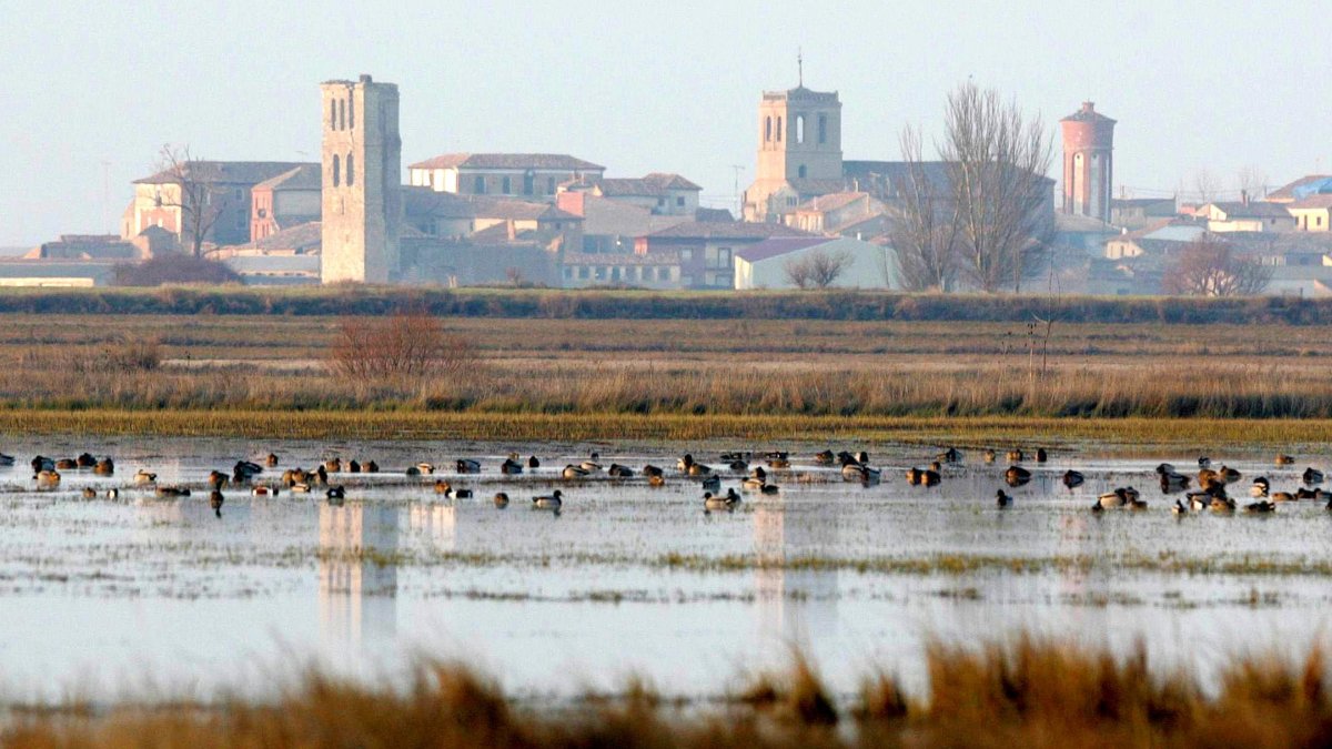 Imagen de archivo de unas aves en la laguna de Tamariz de Campos (Valladolid)