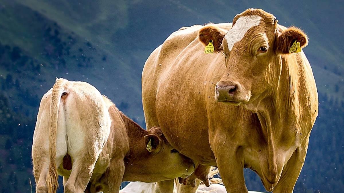 Una vaca de carne amamanta a su ternero en una explotación de vacuno en extensivo.