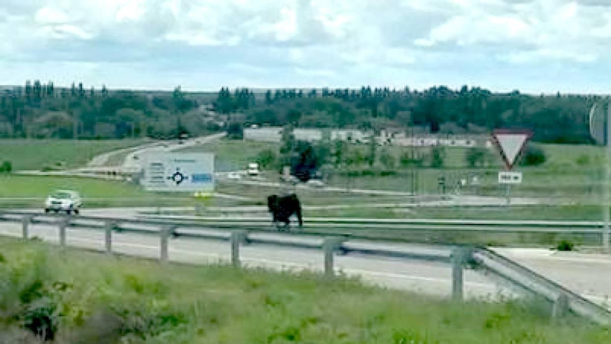 La vaquilla escapada se dirige a Pesqueruela por la carretera.